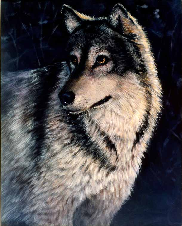 Gray Wolf